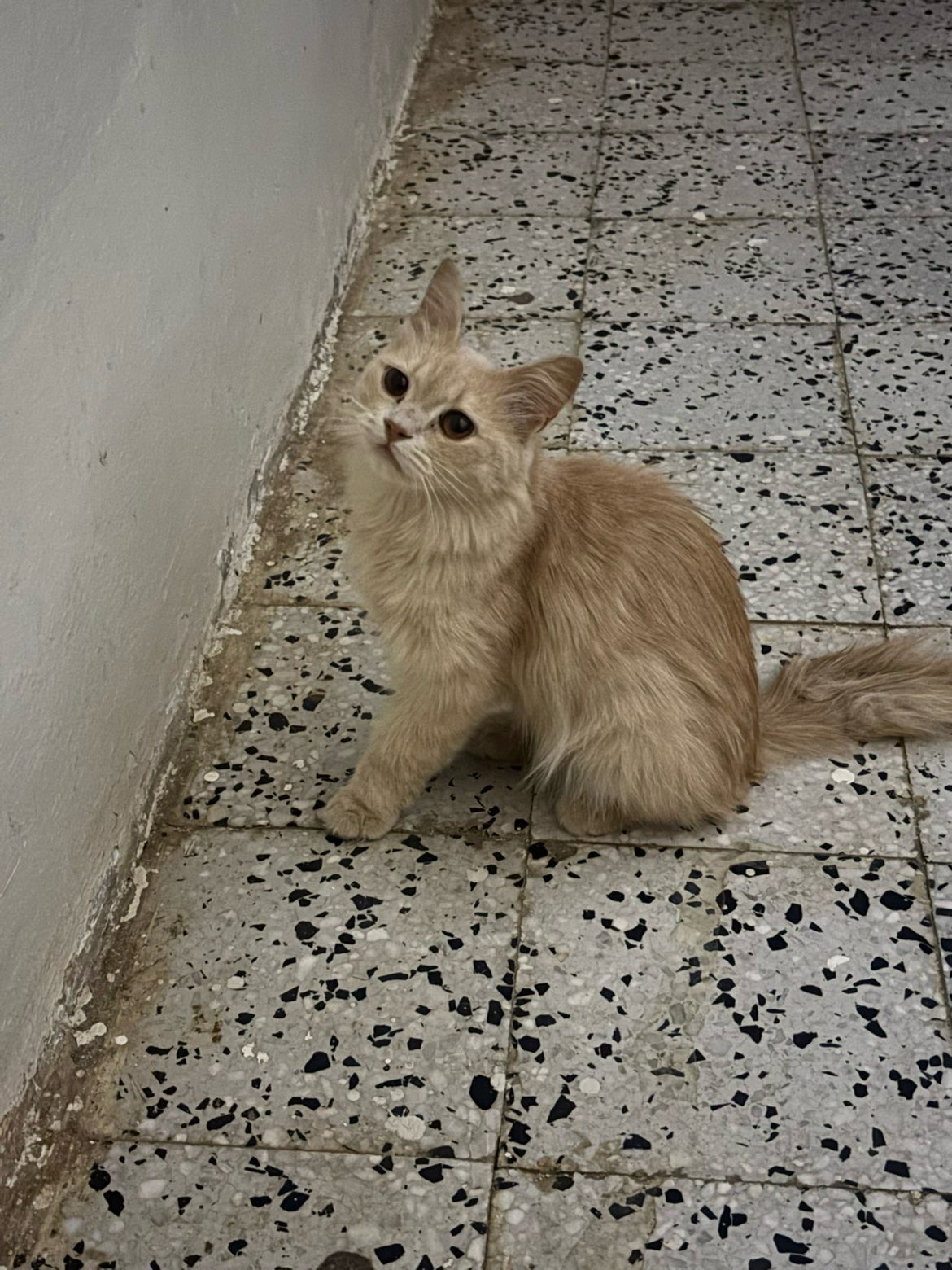 المجمعه | المفقودات