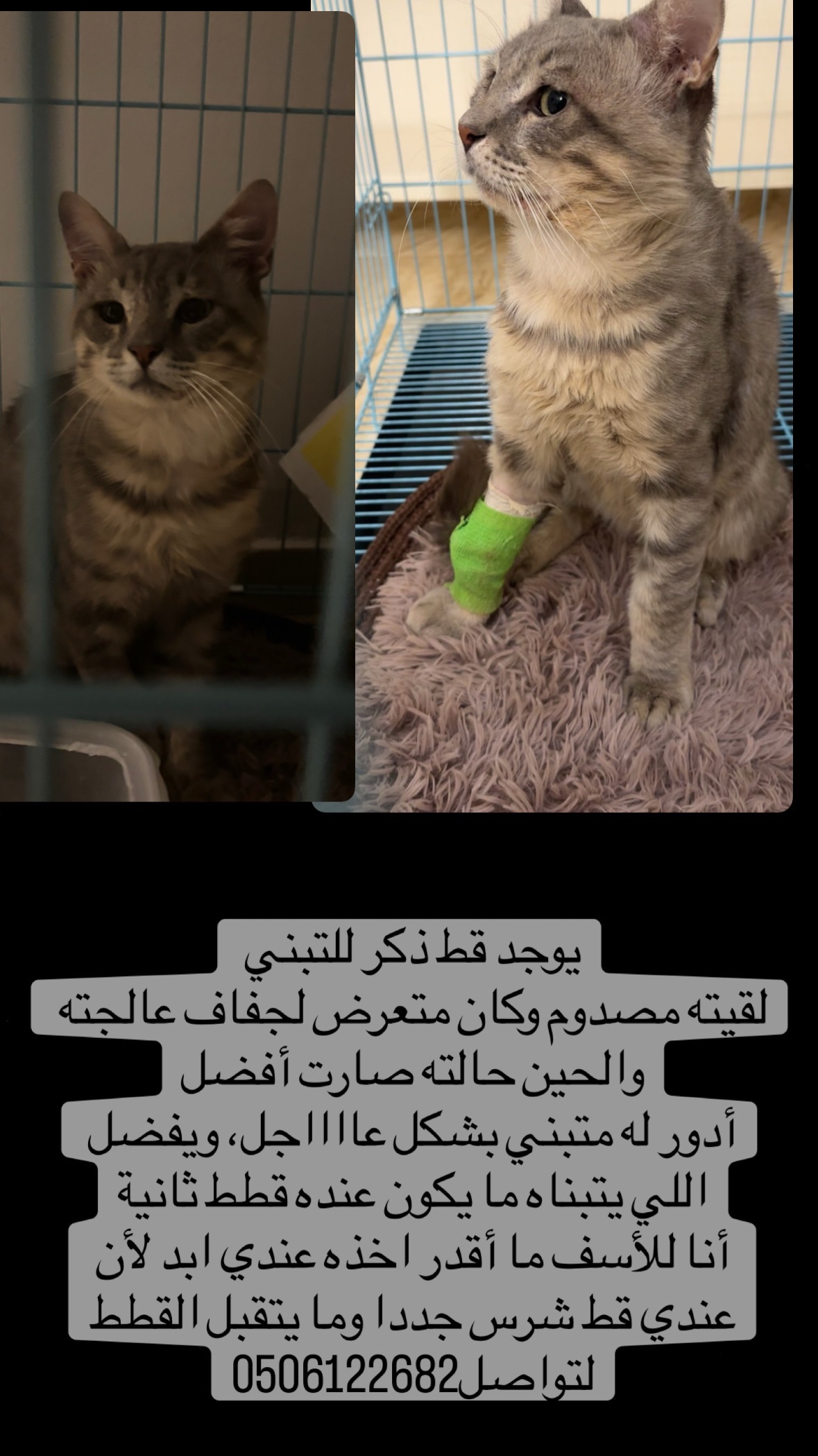 قط لتبني | المفقودات