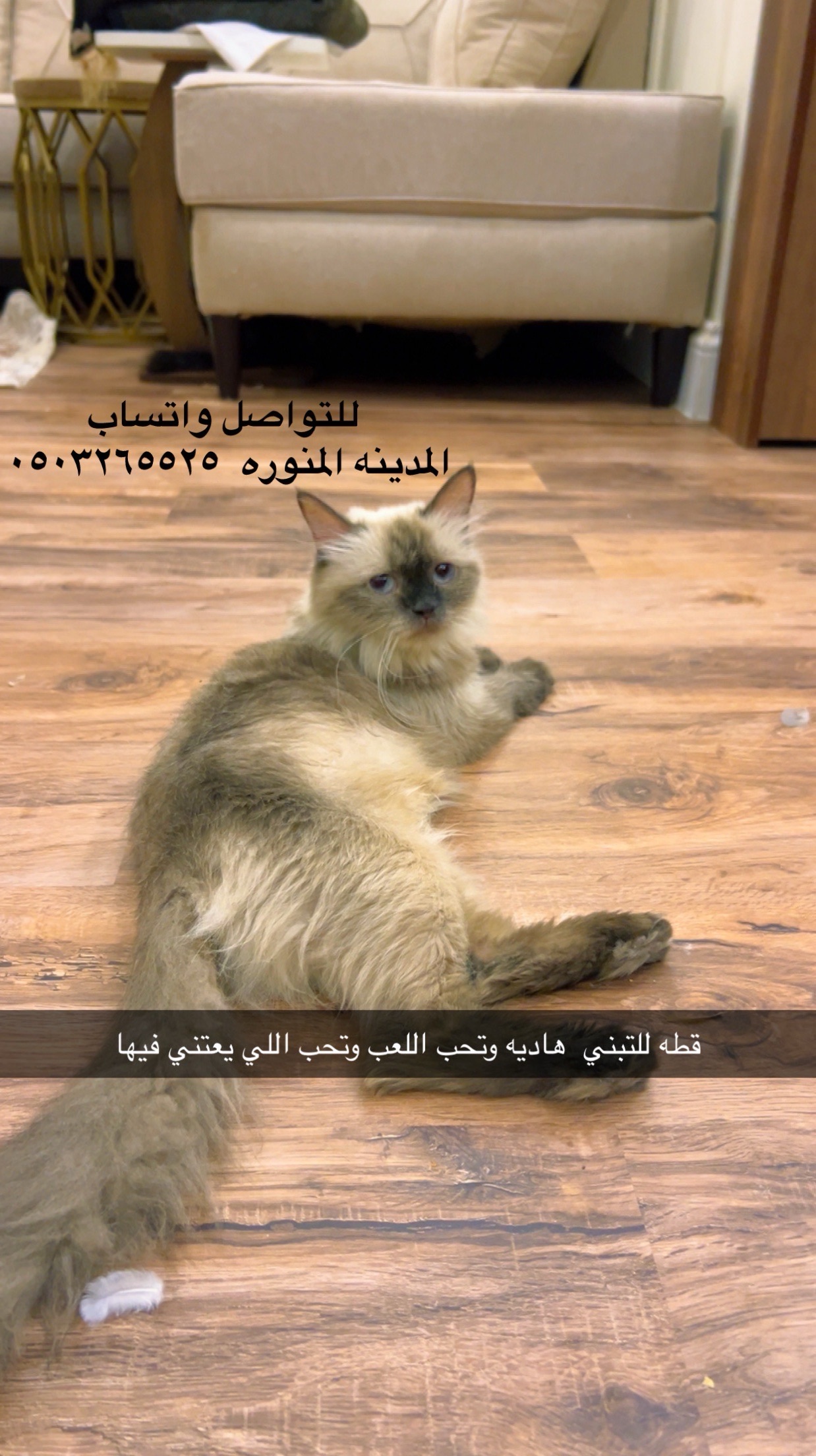 المدينه المنوره | المفقودات