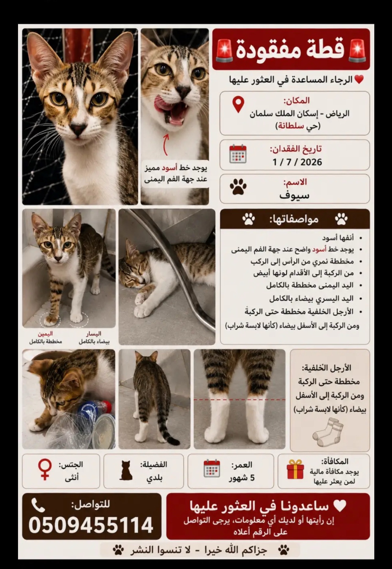 قطة مفقودة | المفقودات