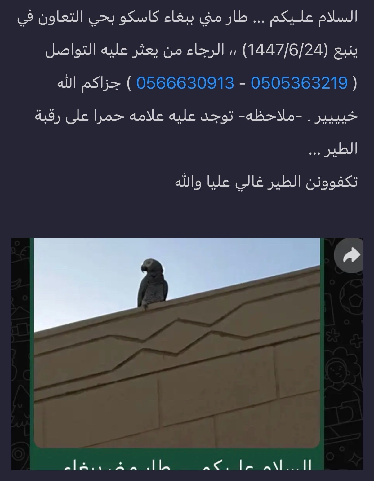 طير كاسكو مفقود | المفقودات
