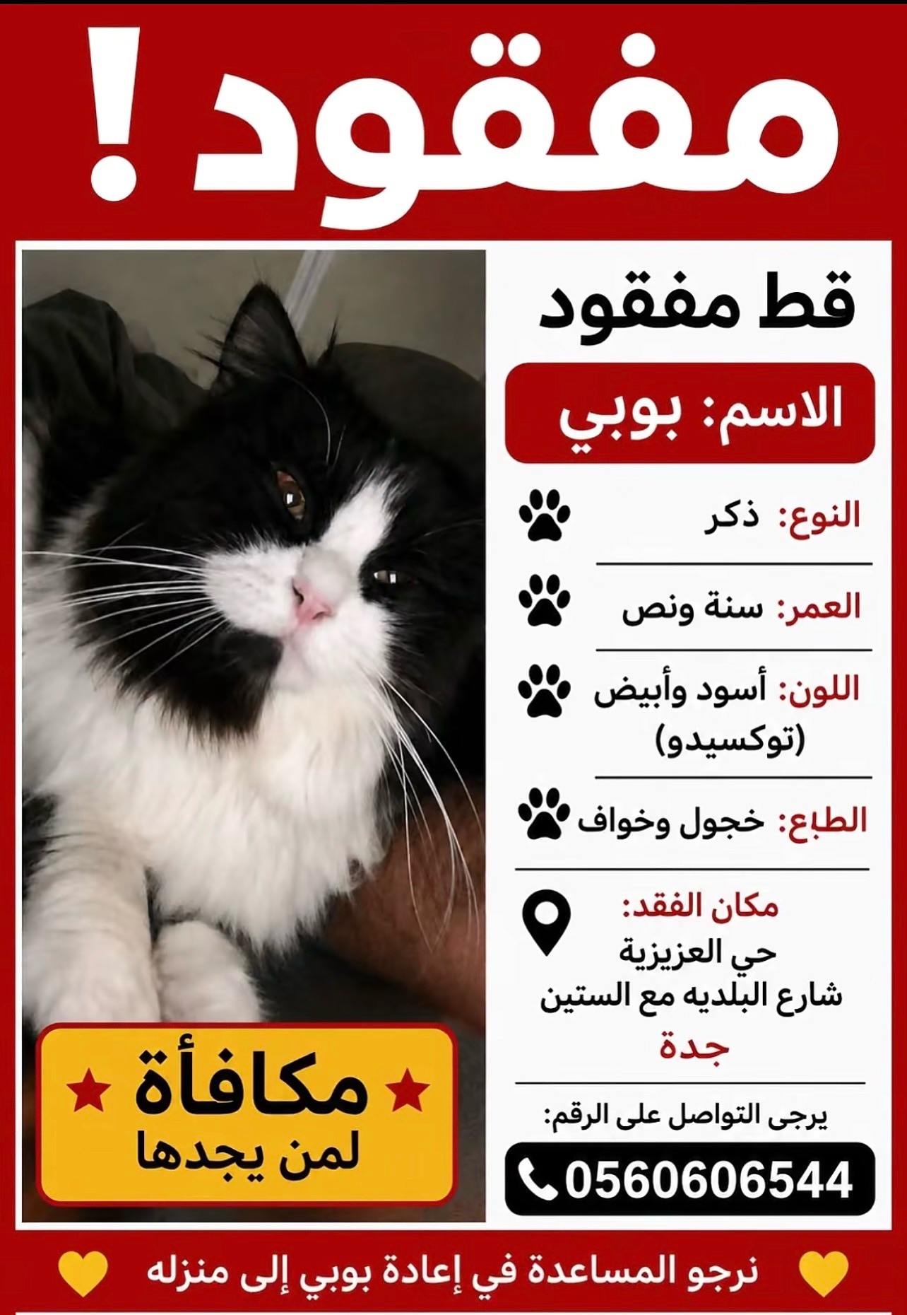 قط مفقود | المفقودات