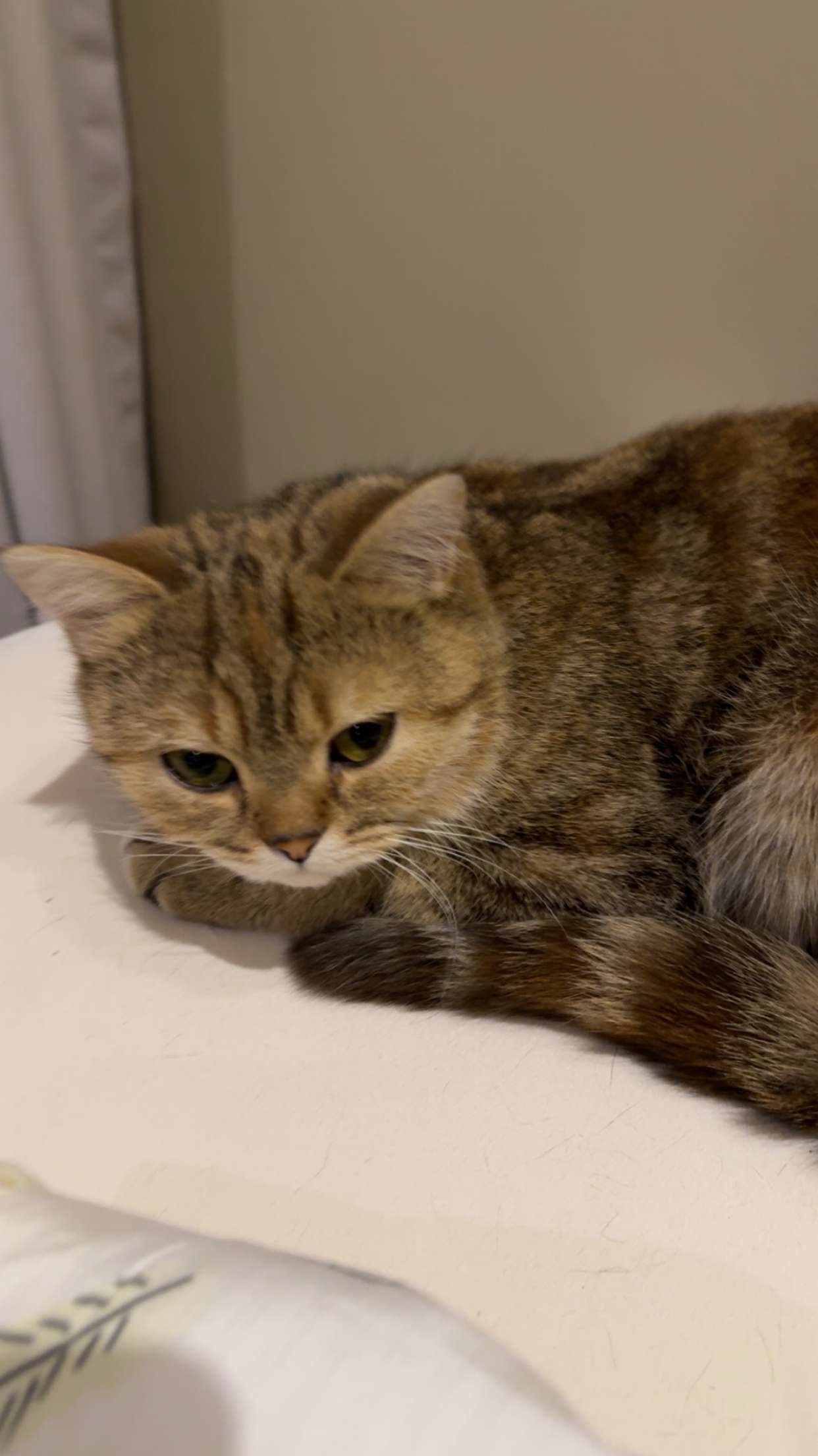 قطه ضايعه حي الروضه lost cat | المفقودات
