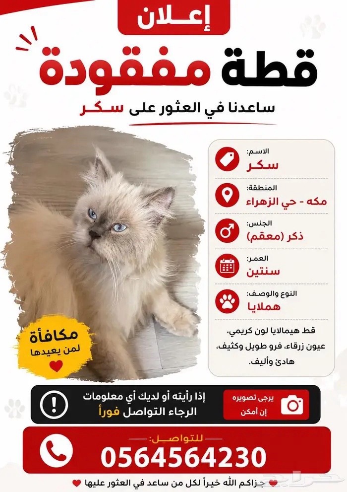 قطط مفقودة | المفقودات