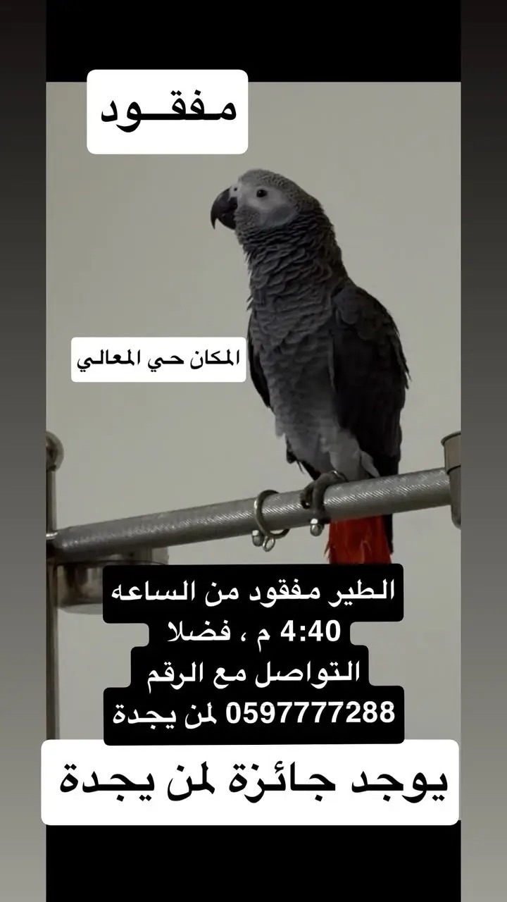 طير مفقود | المفقودات