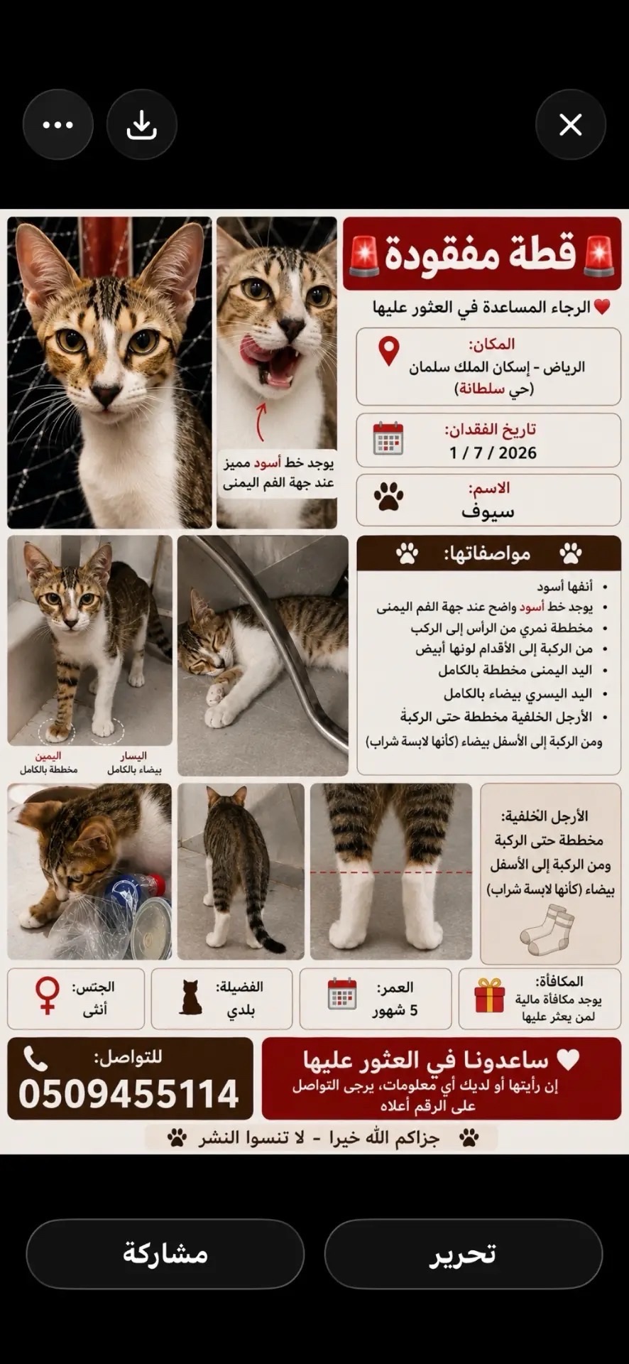 قطه مفقوده | المفقودات