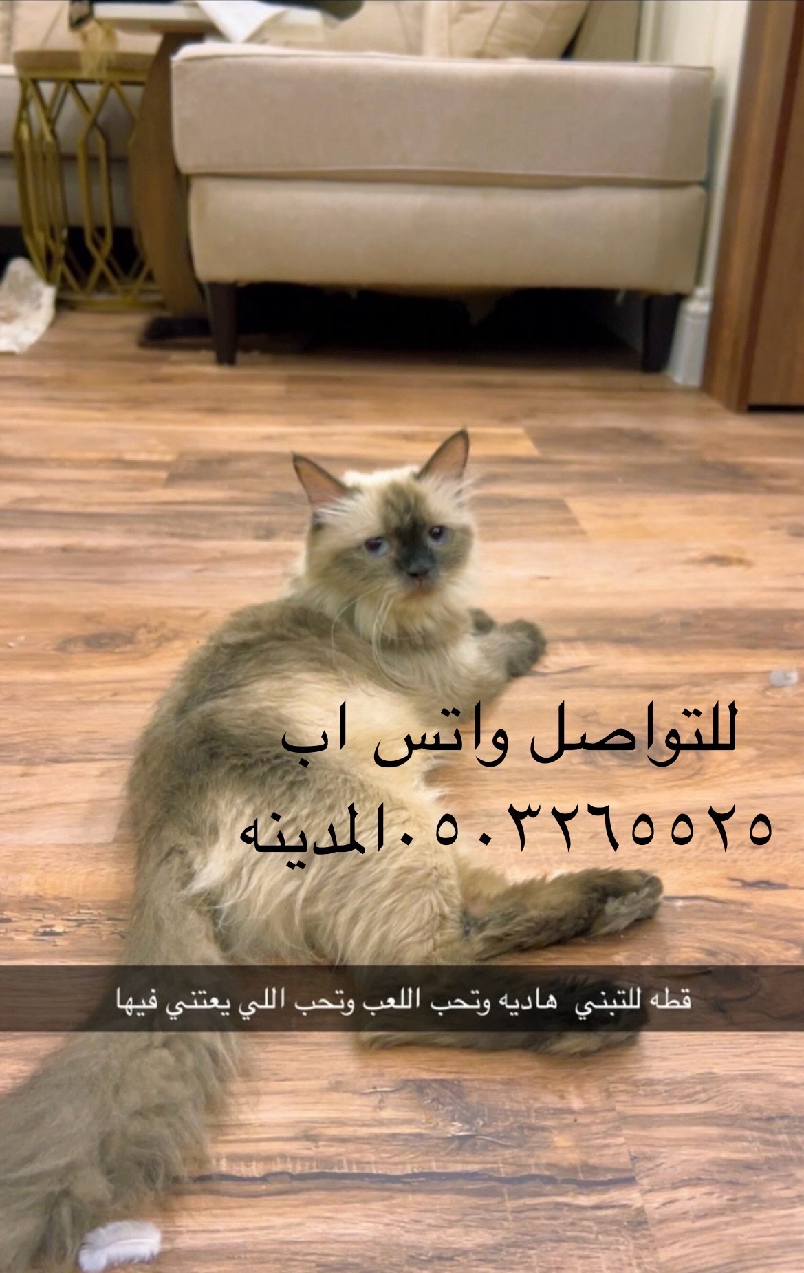 المدينه المنوره | المفقودات