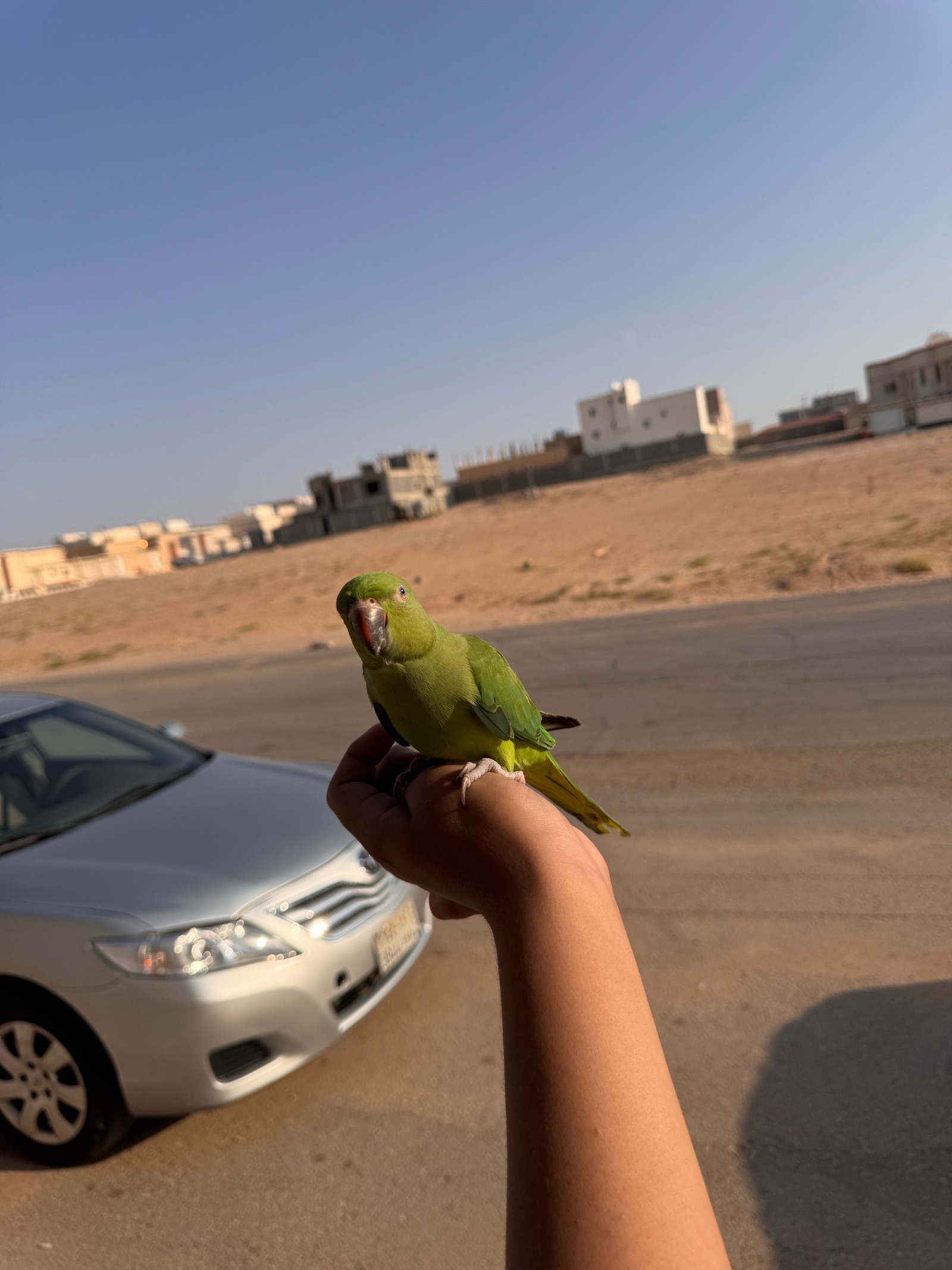 حفرالباطن -الريان | المفقودات