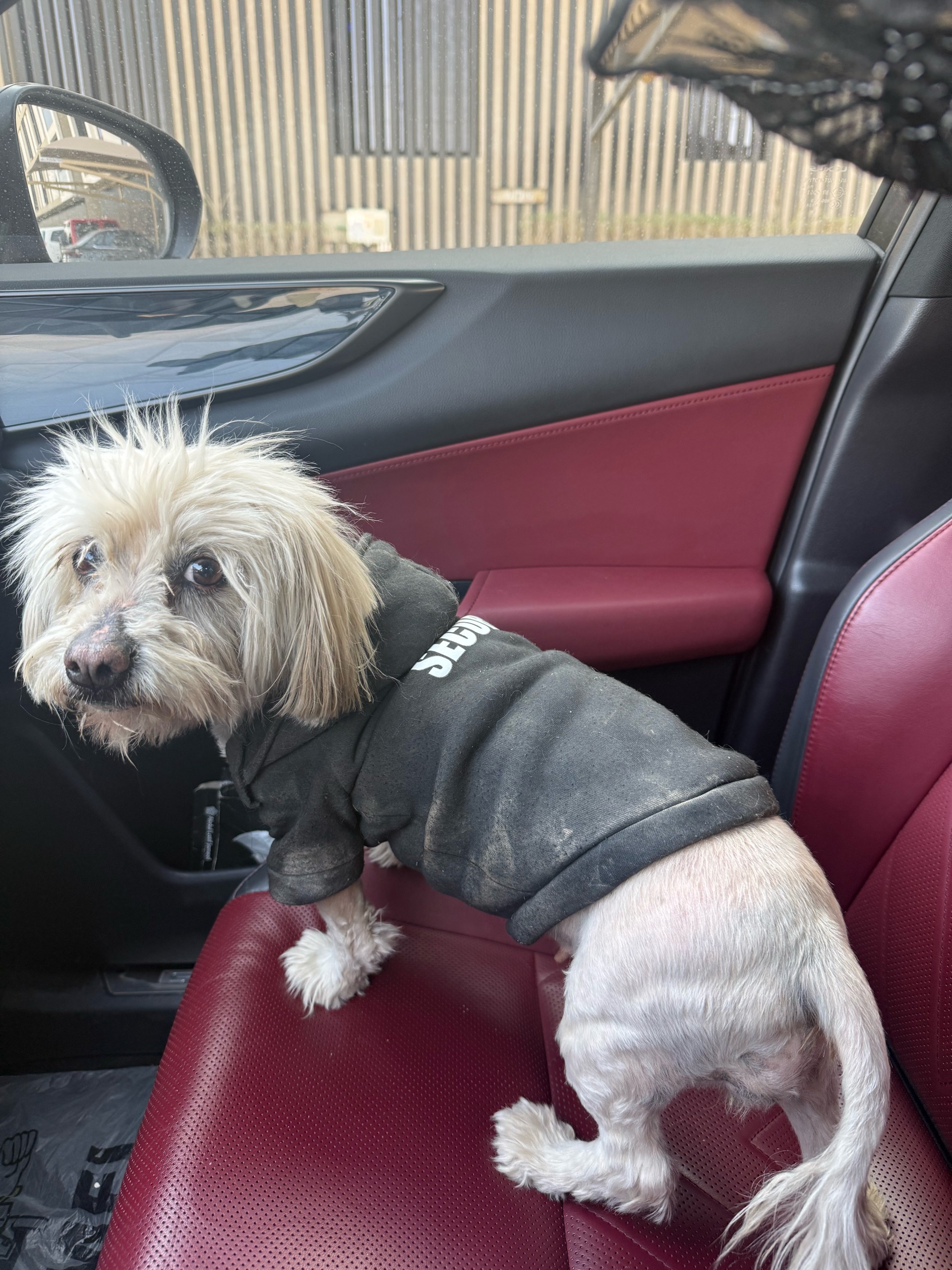 found dog | المفقودات