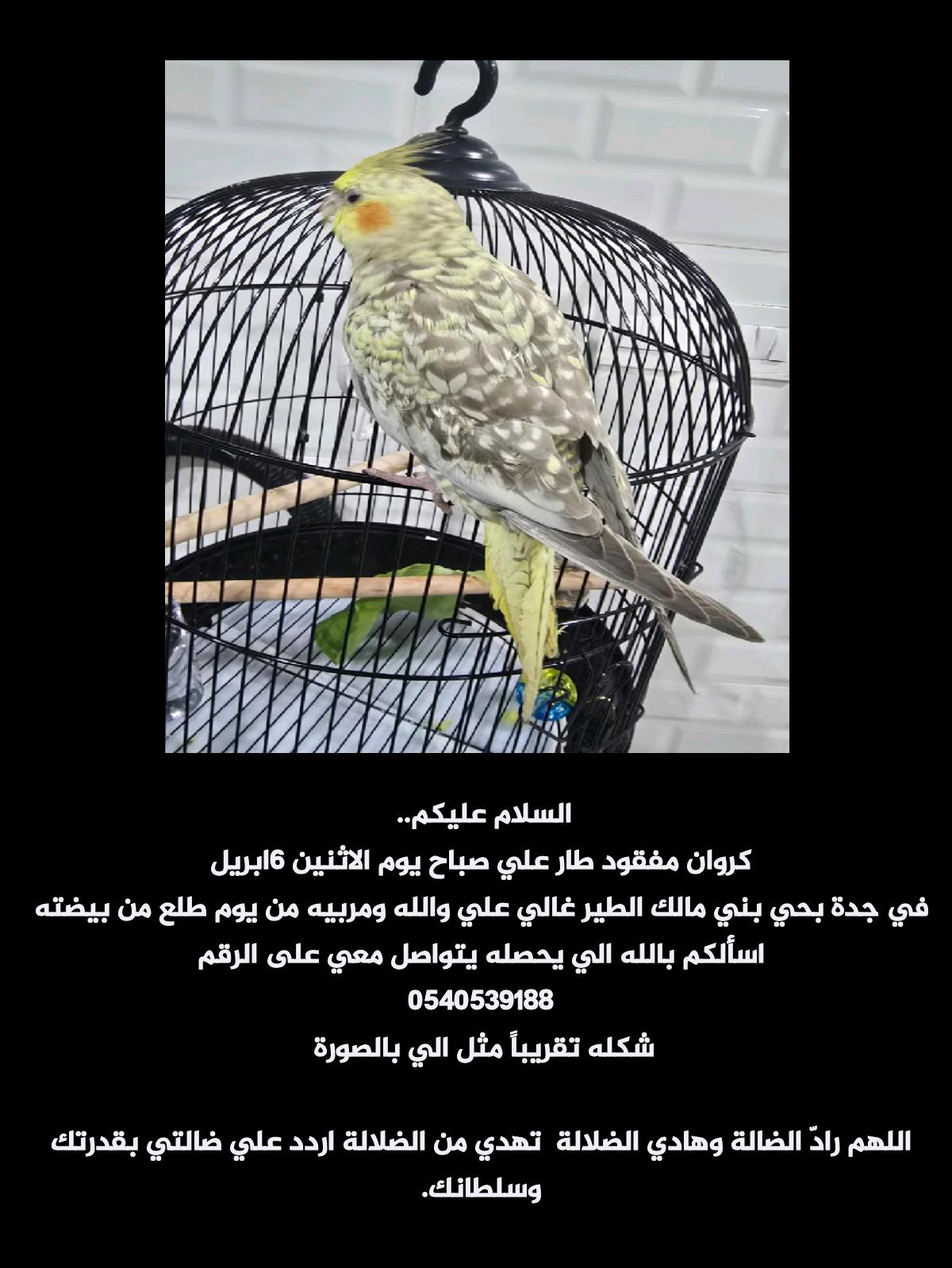 طير كروان اليف مفقود | المفقودات