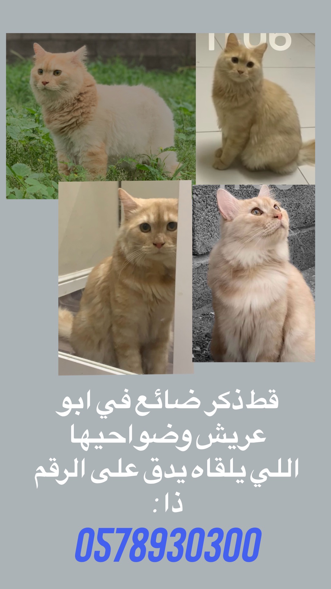 جيزان - ابو عريش | المفقودات