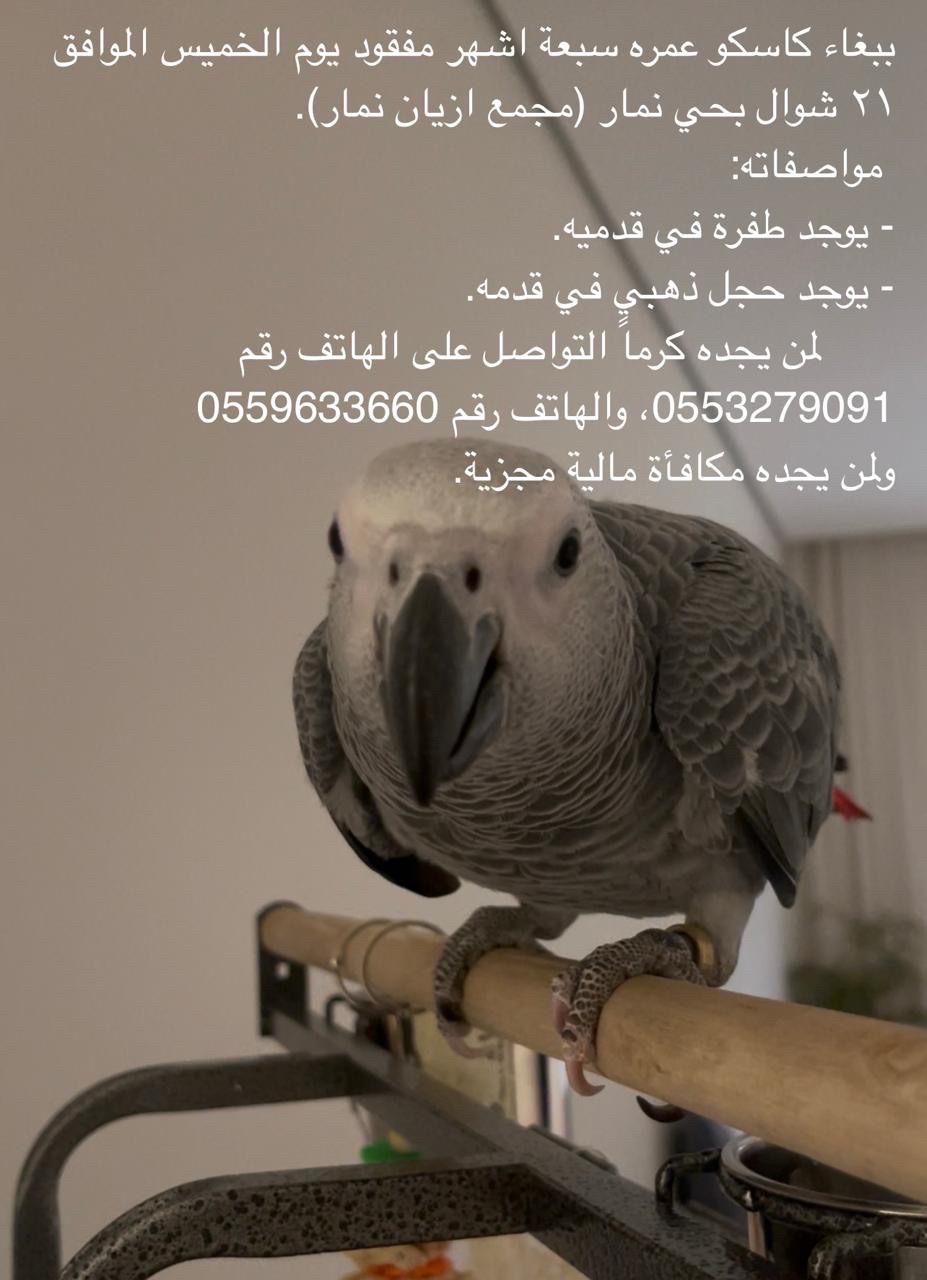 كاسكو مفقود في حي نمار مجمع أزيان نمار الجديد فقد… | المفقودات