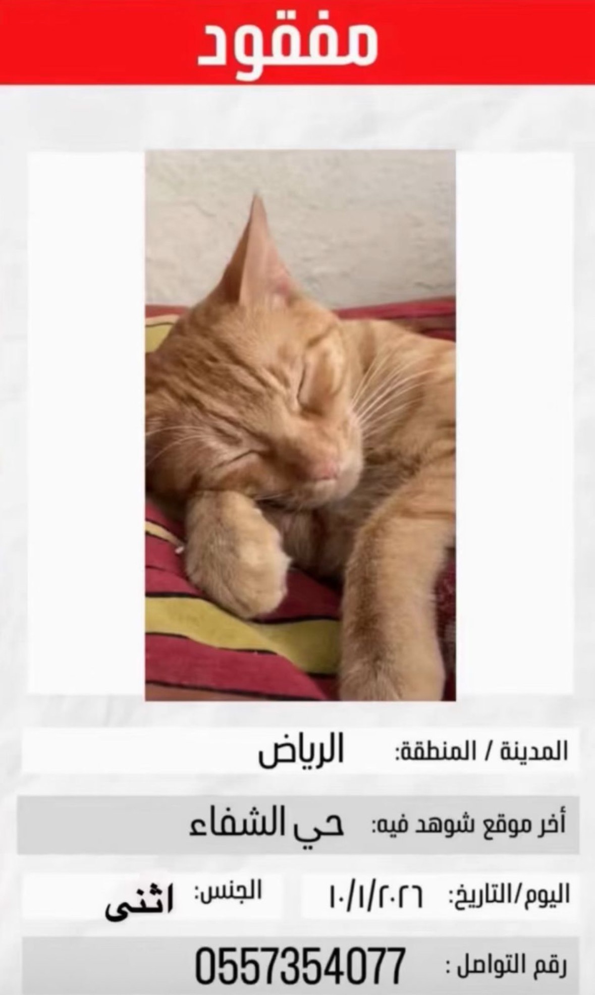 قطوتي مفقوده | المفقودات