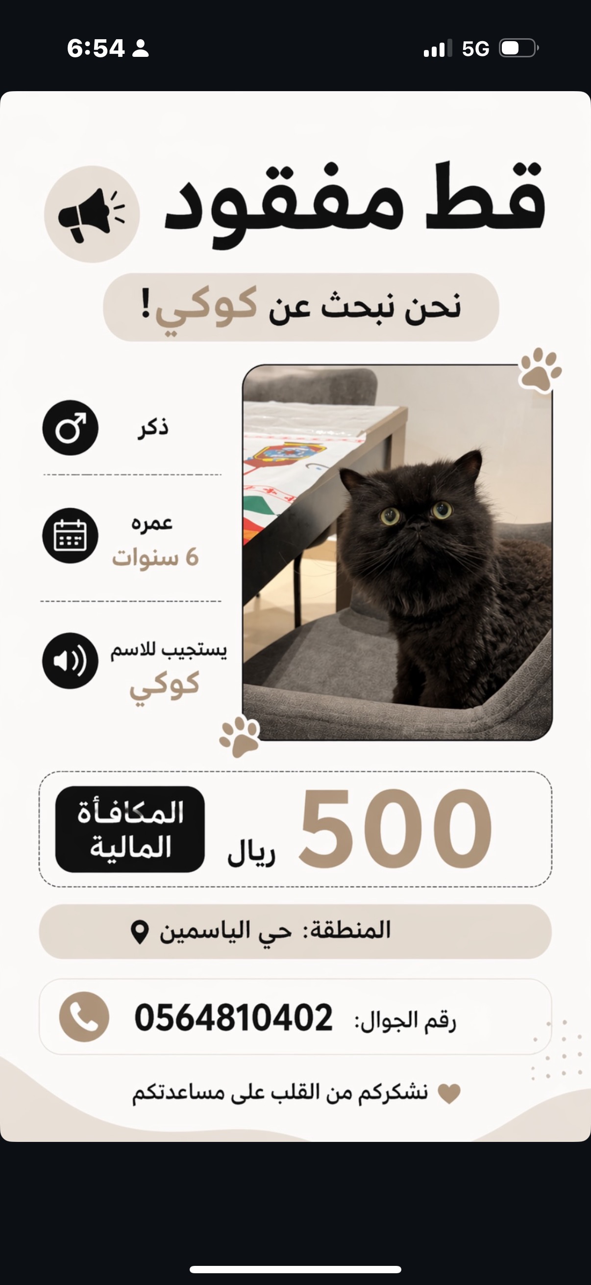 قط مفقود بحي الياسمين | المفقودات