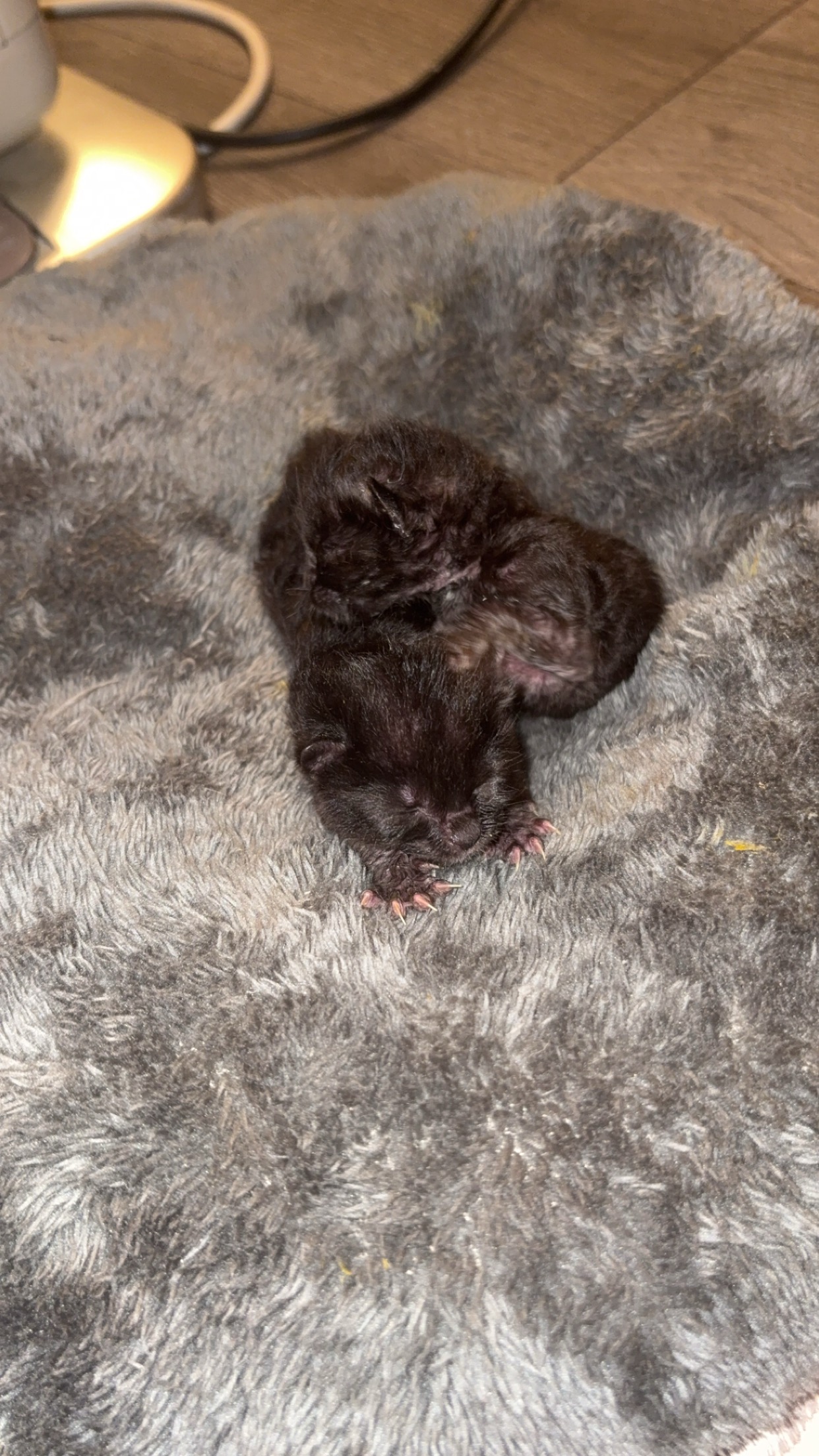 قطط بدون ام تركتهم abandoned kitten | المفقودات