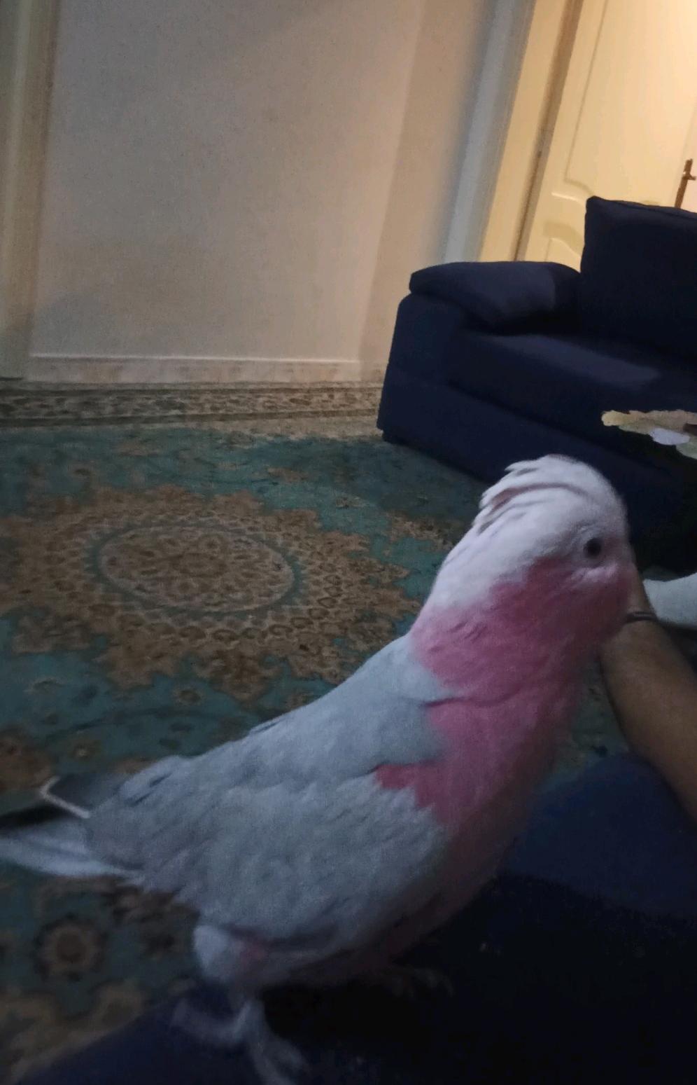 ببغاء كوكاتو جالا | المفقودات