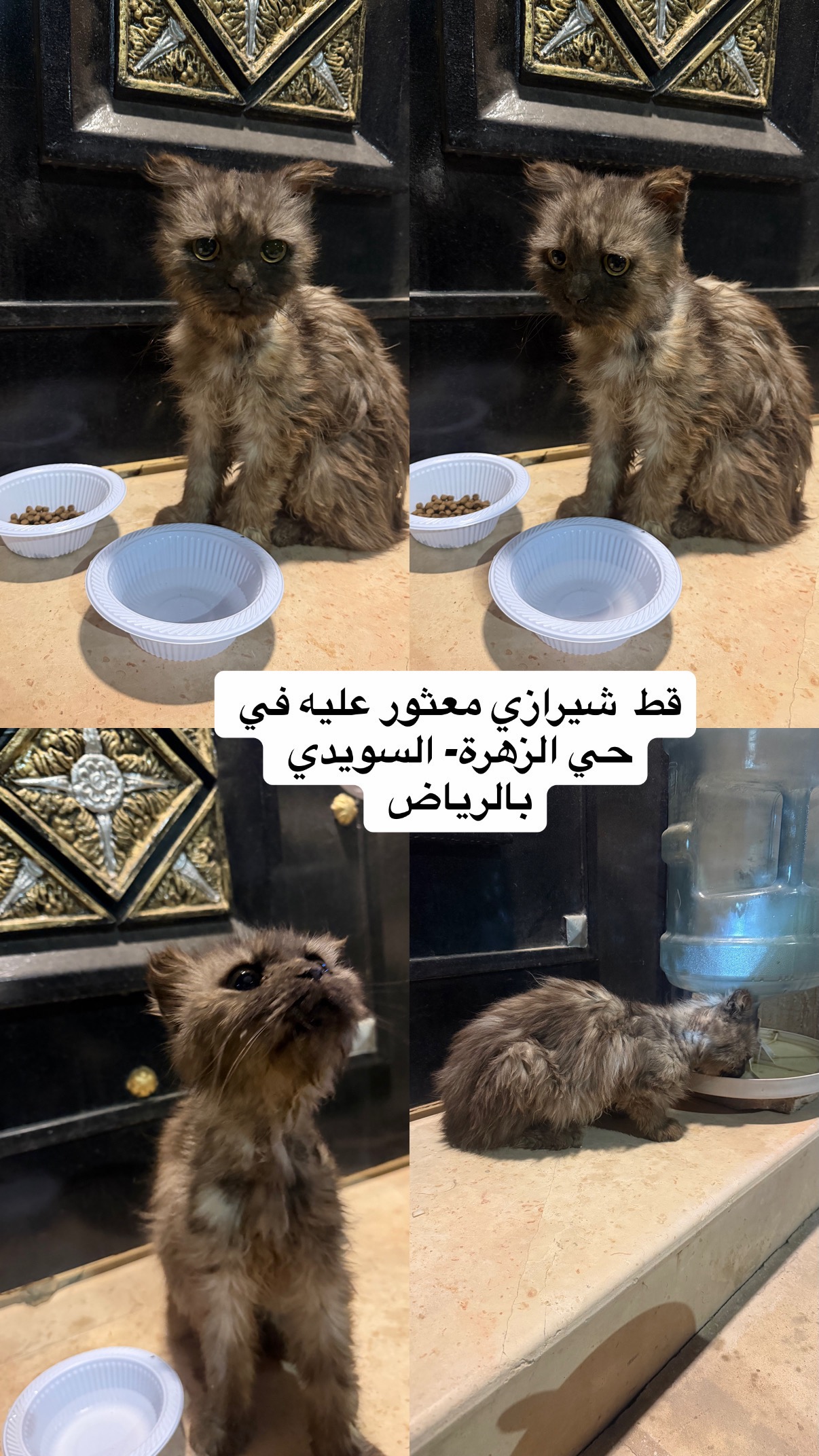 قط معثور عليه حي الزهرة السويدي | المفقودات