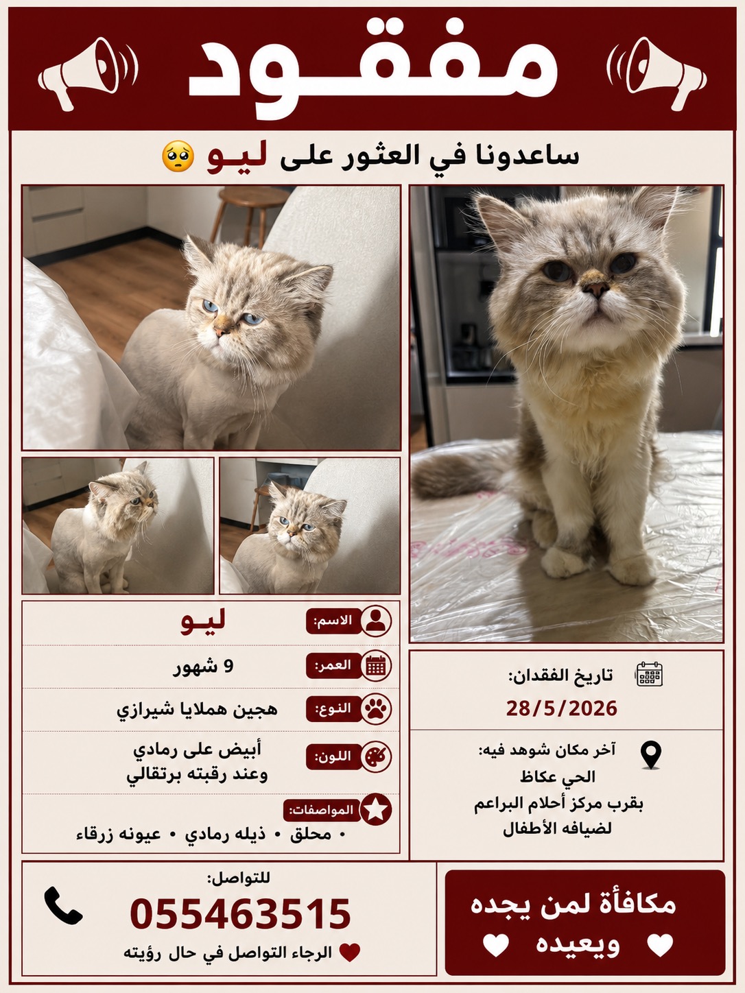 قط ضائع | المفقودات