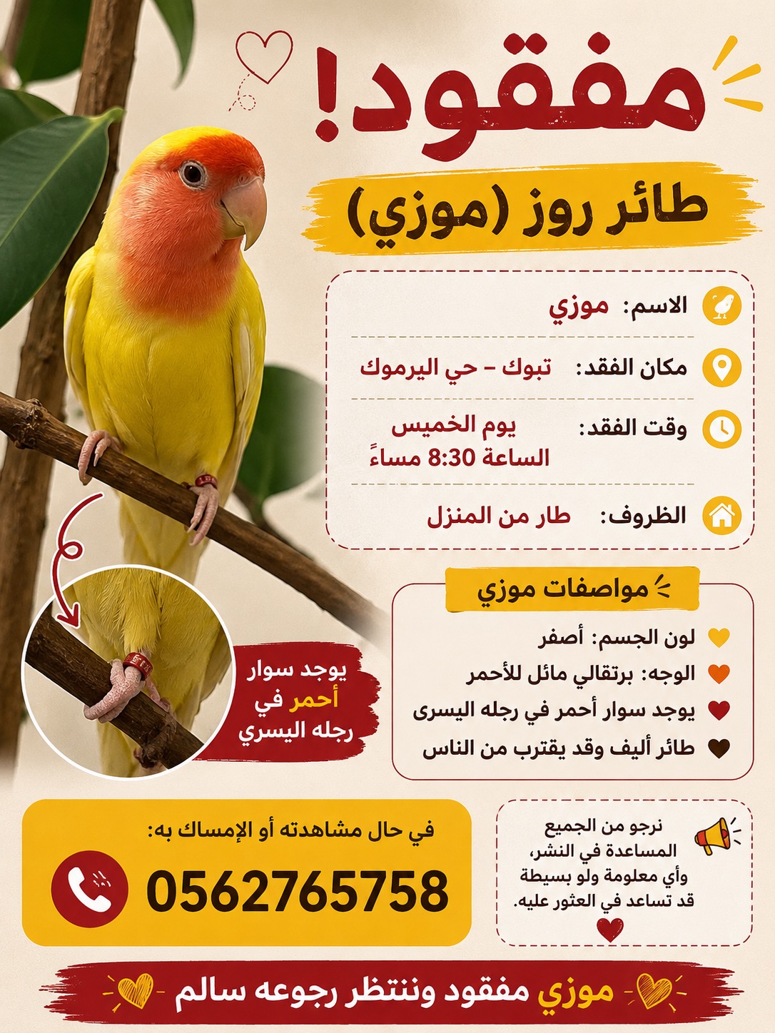 طير روز مفقود | المفقودات