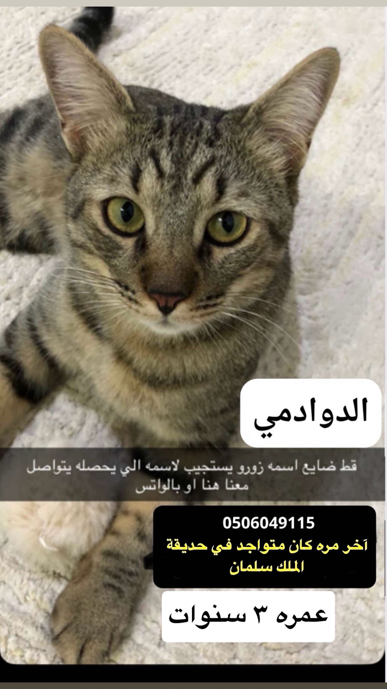 الدوادمي | المفقودات