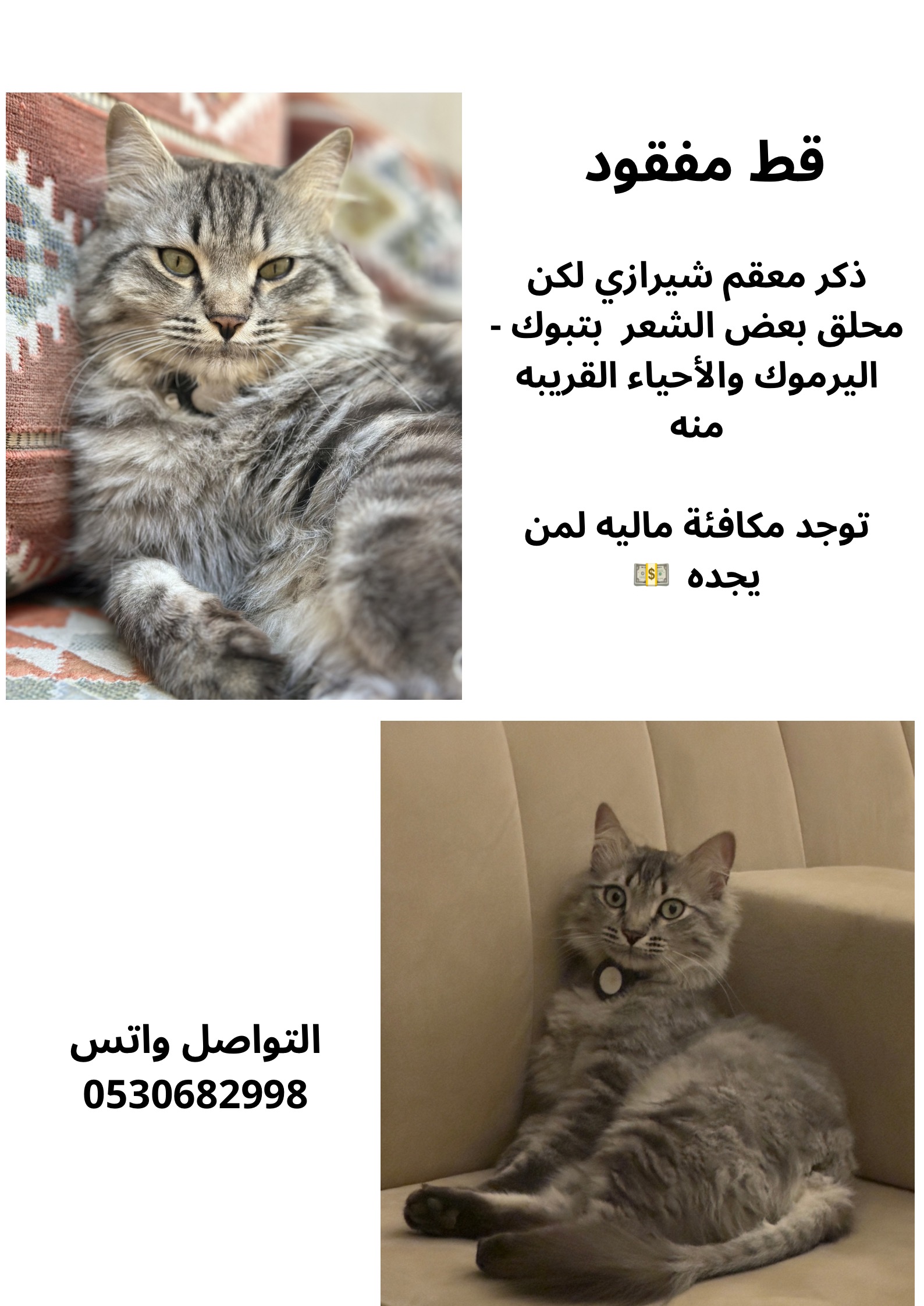 قط مفقود | المفقودات
