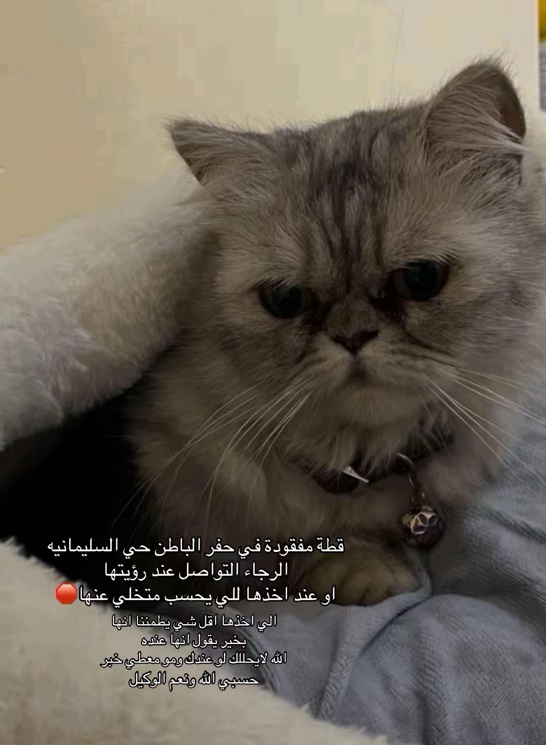 قطة ضايعه | المفقودات